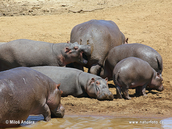 Hroch obojživelný (Hippopotamus amphibius)