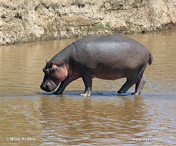 Hroch obojživelný (Hippopotamus amphibius)