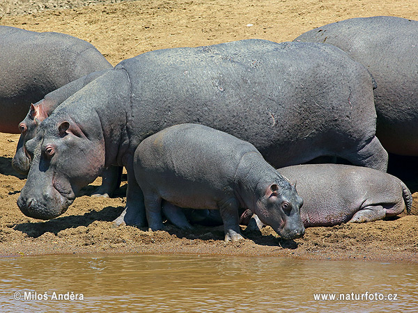 Hroch obojživelný (Hippopotamus amphibius)