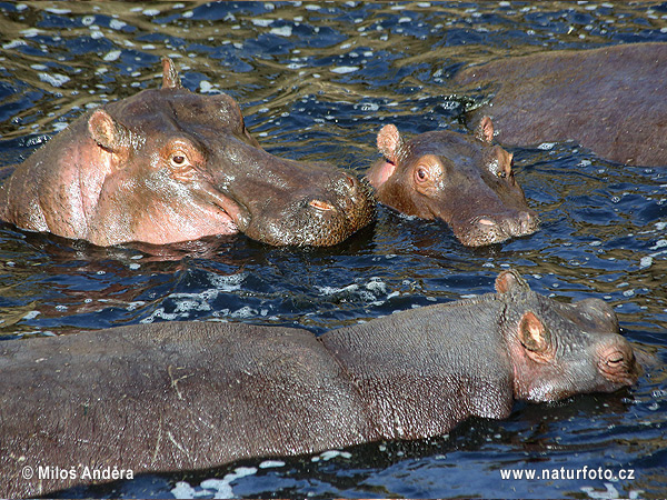 Hroch obojživelný (Hippopotamus amphibius)