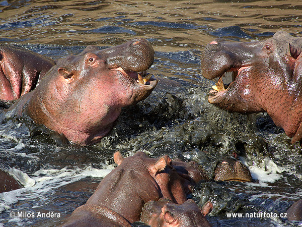 Hroch obojživelný (Hippopotamus amphibius)