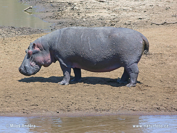 Hroch obojživelný (Hippopotamus amphibius)