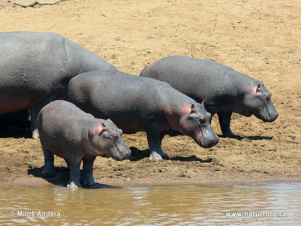 Hroch obojživelný (Hippopotamus amphibius)