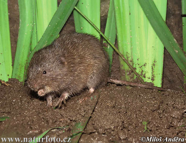 Hryzec vodný (Arvicola amphibius)