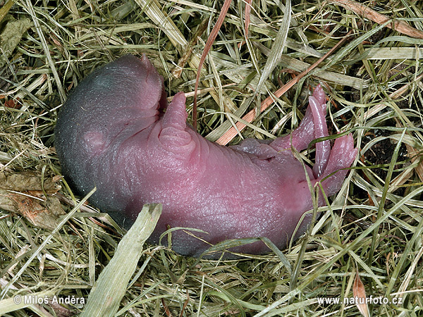 Hryzec vodný (Arvicola amphibius)