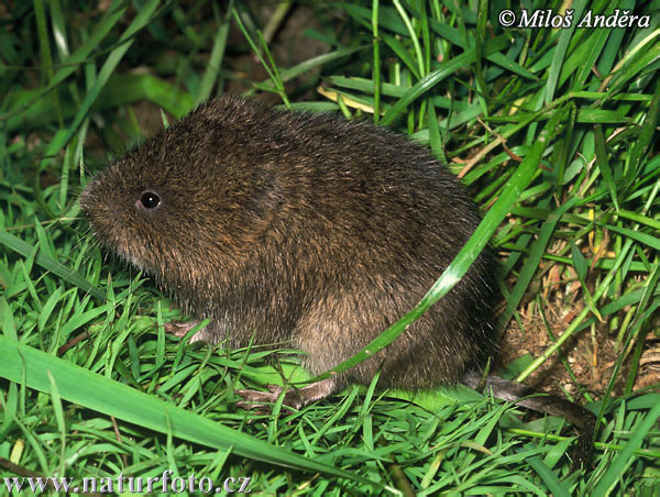 Hryzec vodný (Arvicola amphibius)