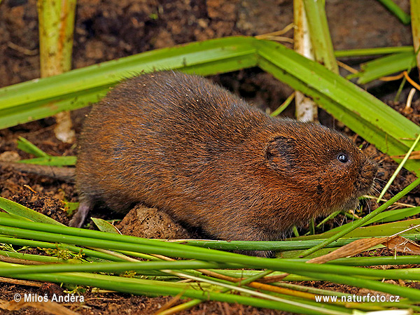 Hryzec vodný (Arvicola amphibius)