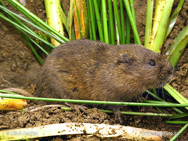 Hryzec vodný (Arvicola amphibius)