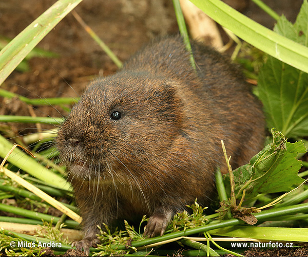 Hryzec vodný (Arvicola amphibius)