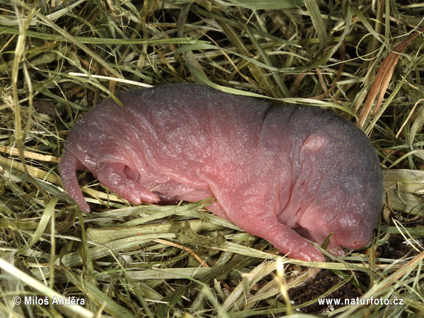 Hryzec vodný (Arvicola amphibius)