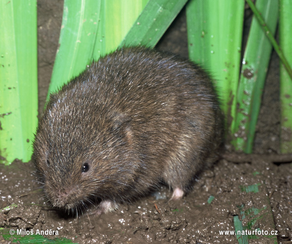 Hryzec vodný (Arvicola amphibius)