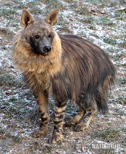 Hyena čabraková (Hyaena brunnea)