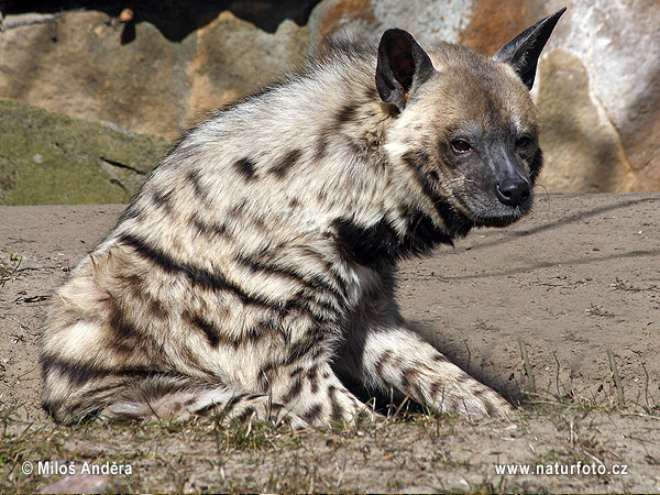 Hyena pásavá (Hyaena hyaena)