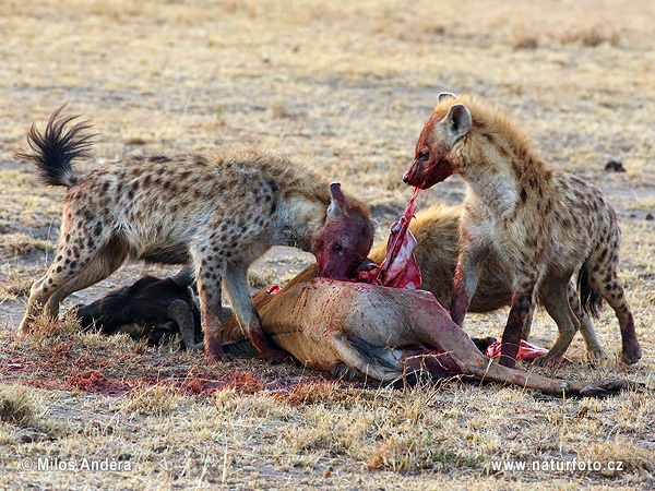 Hyena škvrnitá (Crocuta crocuta)