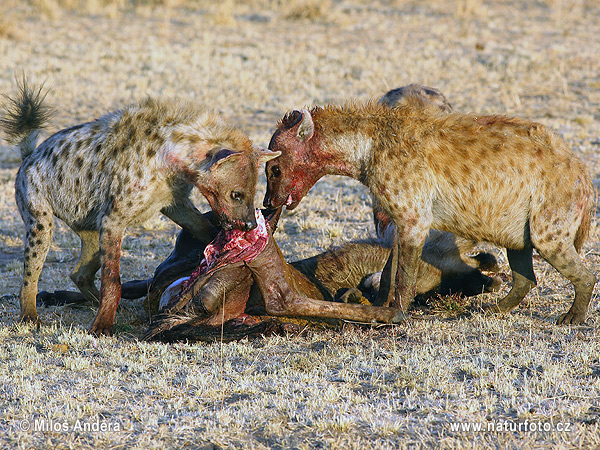 Hyena škvrnitá (Crocuta crocuta)