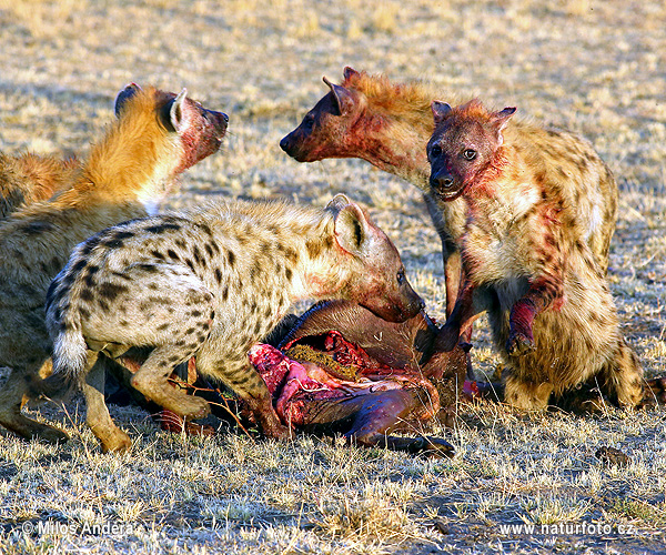 Hyena škvrnitá (Crocuta crocuta)