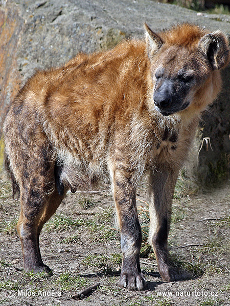 Hyena škvrnitá (Crocuta crocuta)