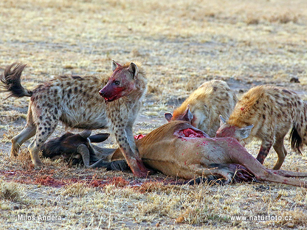 Hyena škvrnitá (Crocuta crocuta)