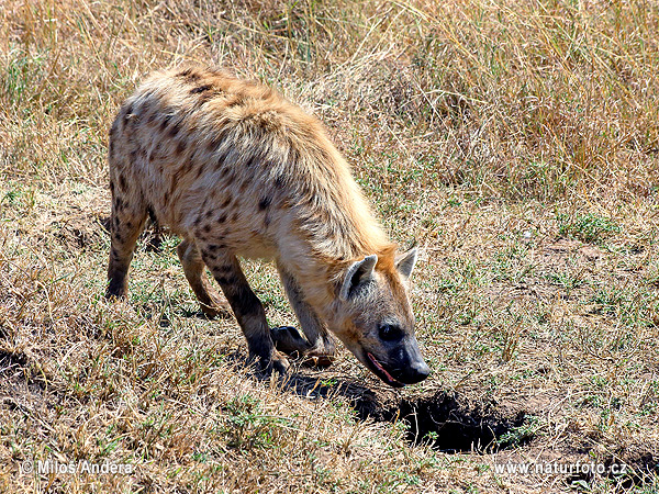 Hyena škvrnitá (Crocuta crocuta)