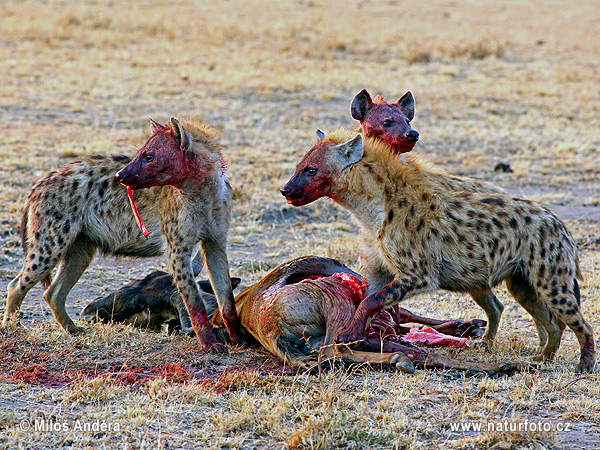 Hyena škvrnitá (Crocuta crocuta)