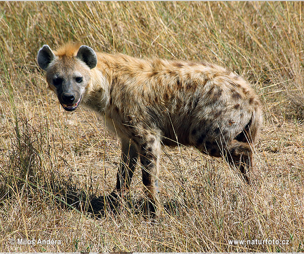 Hyena škvrnitá (Crocuta crocuta)