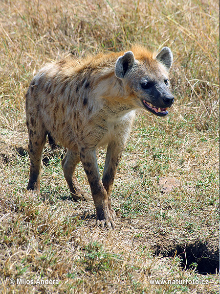 Hyena škvrnitá (Crocuta crocuta)