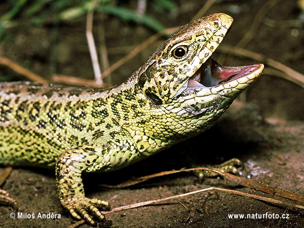 Jašterica krátkohlavá (Lacerta agilis)