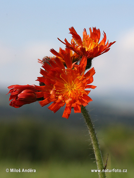 Jastrabník pomarančový (Hieracium aurantiacum)