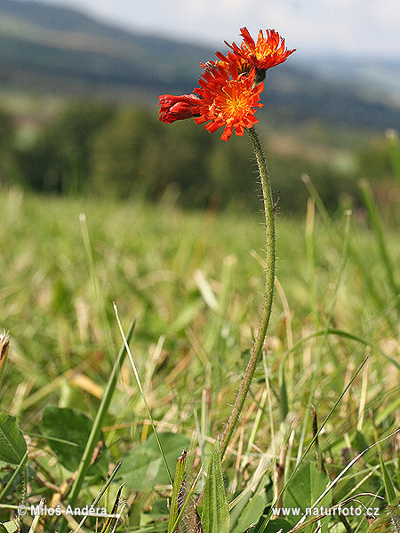 Jastrabník pomarančový (Hieracium aurantiacum)