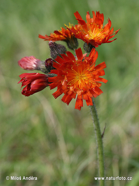 Jastrabník pomarančový (Hieracium aurantiacum)