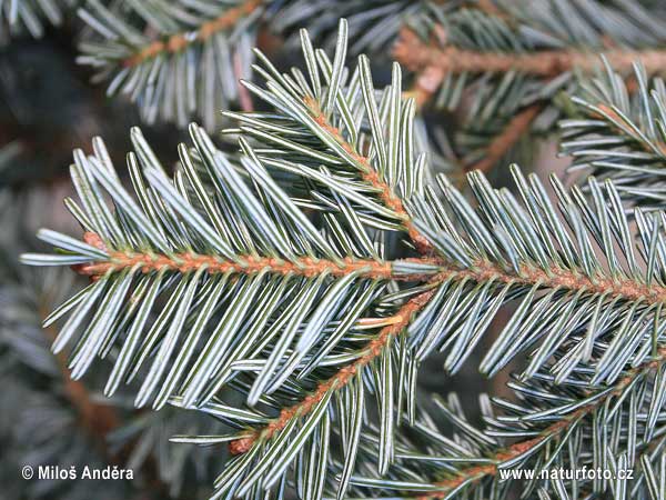 Jedľa biela (Abies alba)