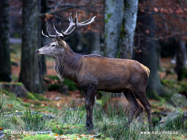 Jeleň hôrny obyčajný (Cervus elaphus)