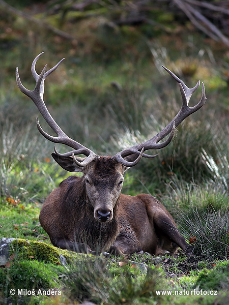 Jeleň hôrny obyčajný (Cervus elaphus)