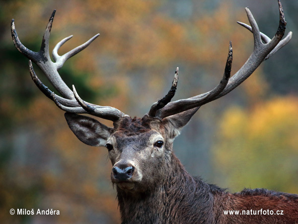 Jeleň hôrny obyčajný (Cervus elaphus)