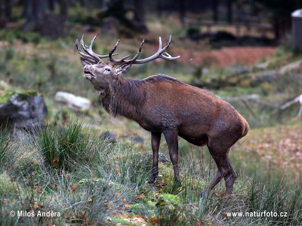 Jeleň hôrny obyčajný (Cervus elaphus)