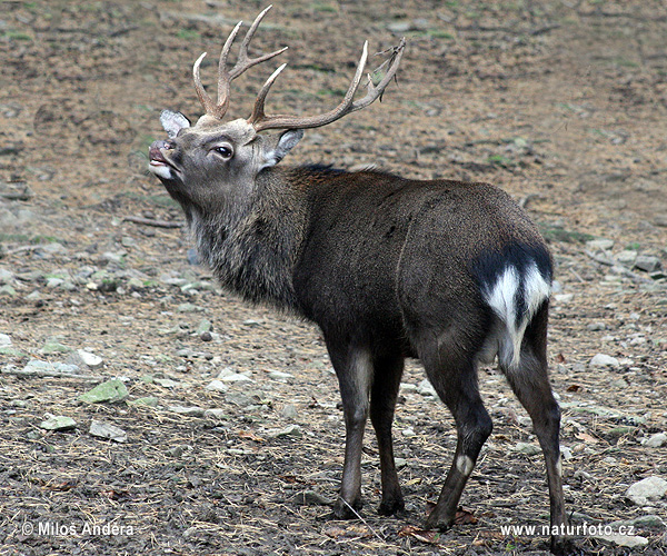 Jeleň sika (Cervus nippon)