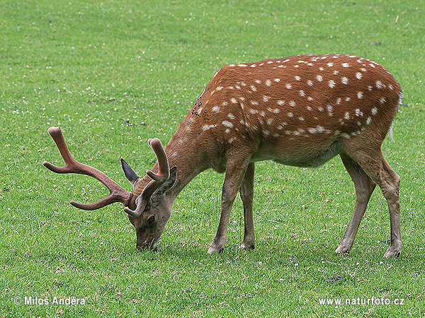 Jeleň sika (Cervus nippon)