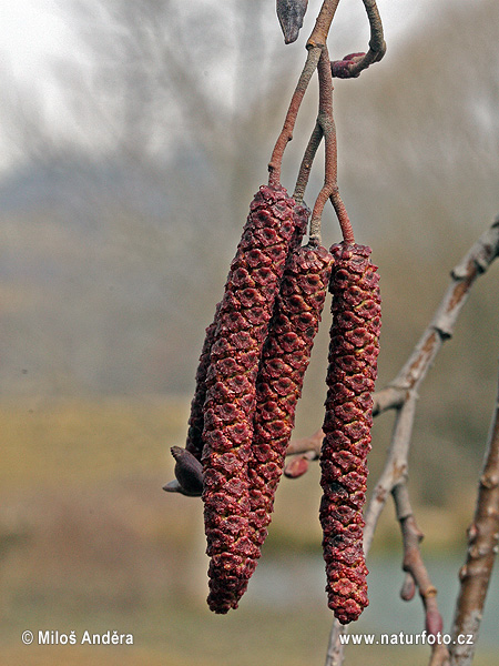 Jelša lepkavá (Alnus glutinosa)