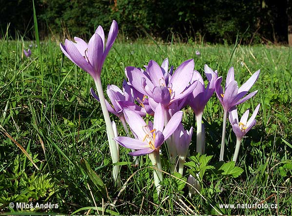 Jesienka obyčajná (Colchicum autumnale)