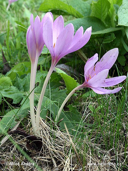 Jesienka obyčajná (Colchicum autumnale)