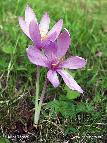 Jesienka obyčajná (Colchicum autumnale)