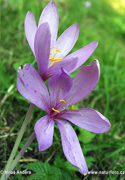 Jesienka obyčajná (Colchicum autumnale)