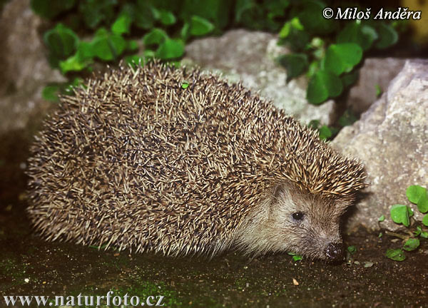 Jež bledý (Erinaceus roumanicus)