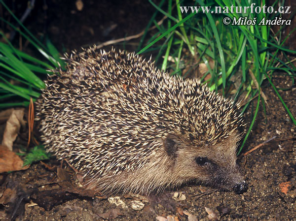 Jež západourópský bledý (Erinaceus europaeus)