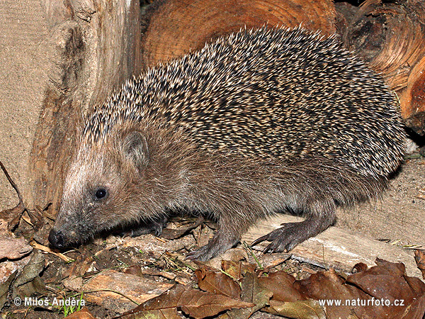 Jež západourópský bledý (Erinaceus europaeus)