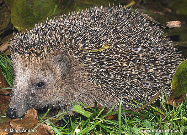 Jež západourópský bledý (Erinaceus europaeus)