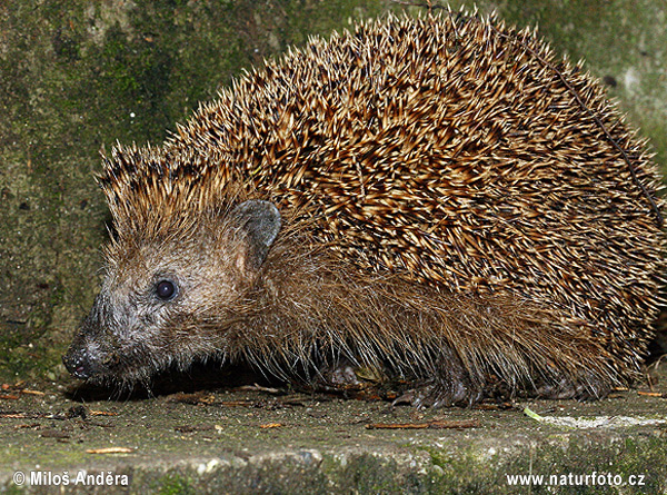 Jež západourópský bledý (Erinaceus europaeus)