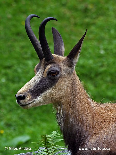 Kamzík vrchovský (Rupicapra rupicapra)