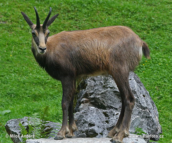 Kamzík vrchovský (Rupicapra rupicapra)