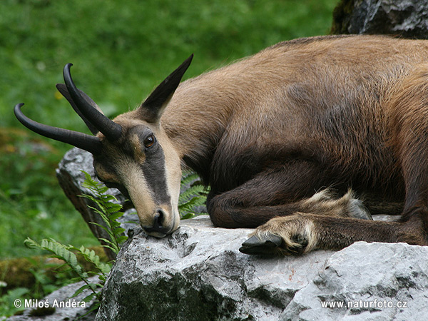 Kamzík vrchovský (Rupicapra rupicapra)